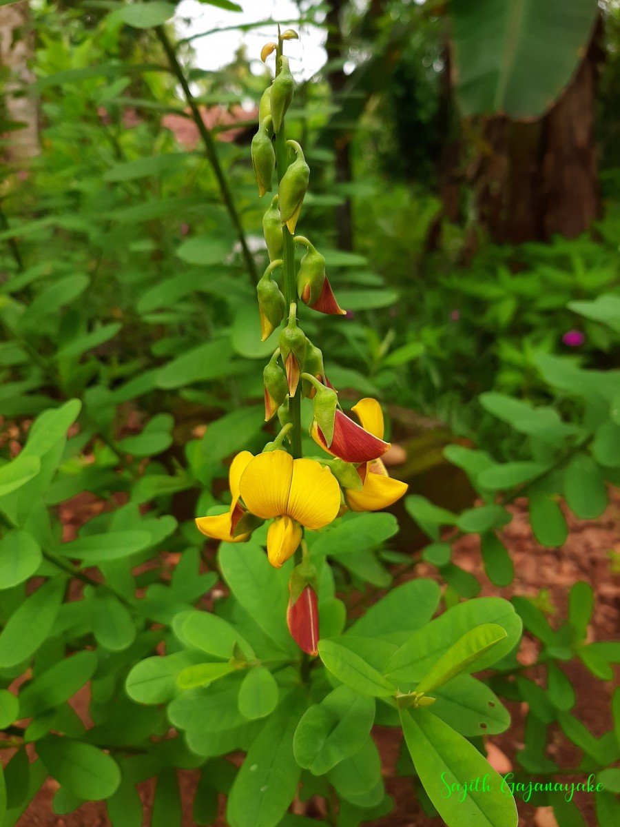 Crotalaria retusa L.